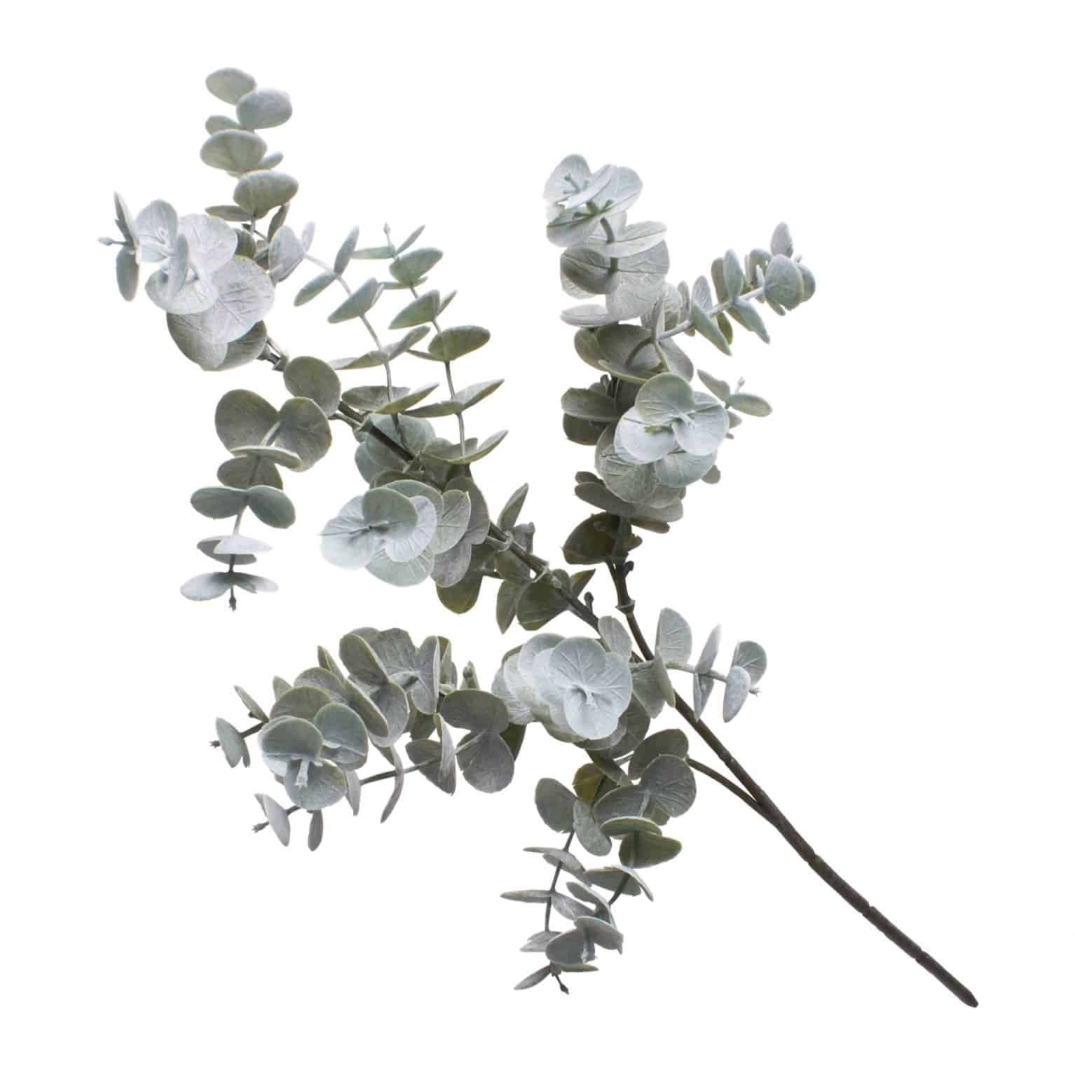 Use our eucalyptus cinerea baby blue as a base for your arrangement. The lifelike bluey green silver tints add a natural healing feel.